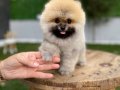 Harika mükemmel tcup pomeryan boo baby 
