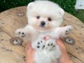 Harika mükemmel tcup pomeryan boo baby 