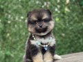 Pomeranian tedy boo sevımlı cocuklar 