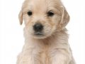 GOLDEN RETRİVER BABY FACE YAVRULAR