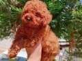 Tcup toy podel red brow 