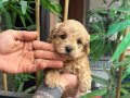 Maltıpo bebek yavrularımız 