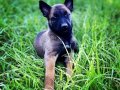 Belcika kurdu malinois fısek yavrular 