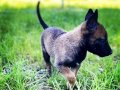 Belcika kurdu malinois fısek yavrular 