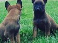 Belcika kurdu malinois fısek yavrular 