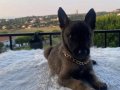 Belcika kurdu malinois fısek yavrular 