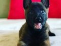 Belcika kurdu malinois fısek yavrular 