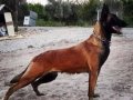 Belcika kurdu malinois fısek yavrular 