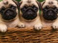 Baby face surat pug yavrular sevımlı cocuklar