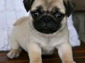 Baby face surat pug yavrular sevımlı cocuklar