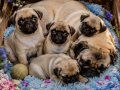 Baby face surat pug yavrular sevımlı cocuklar
