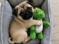 Baby face surat pug yavrular sevımlı cocuklar