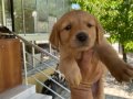 GOLDEN RETRİVER BABY FACE YAVRULAR
