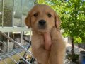 GOLDEN RETRİVER BABY FACE YAVRULAR