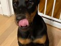 KİNĞ ORJINAL SECERELİ DOBERMAN YAVRULAR 