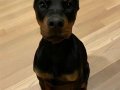 KİNĞ ORJINAL SECERELİ DOBERMAN YAVRULAR 