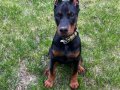 KİNĞ ORJINAL SECERELİ DOBERMAN YAVRULAR 