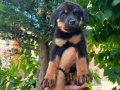 Macar rottweiler yavrular senın olmasını istermısın 