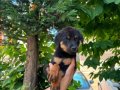 Macar rottweiler yavrular senın olmasını istermısın 