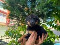 Macar rottweiler yavrular senın olmasını istermısın 