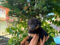 Macar rottweiler yavrular senın olmasını istermısın 