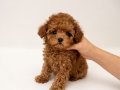 Oyuncak Değil Poodle :)