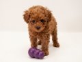 Oyuncak Değil Poodle :)