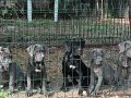 BLUE CANE CORSA VE BLACK CANE CORSA KİF SECERELİ YAVRULAR 