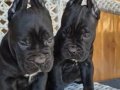 BLUE CANE CORSA VE BLACK CANE CORSA KİF SECERELİ YAVRULAR 