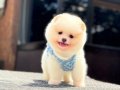 Harika mükemmel tcup pomeryan boo baby 
