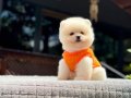 Harika mükemmel tcup pomeryan boo baby 