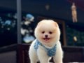 Harika mükemmel tcup pomeryan boo baby 