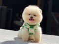 Harika mükemmel tcup pomeryan boo baby 