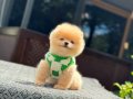 Harika mükemmel tcup pomeryan boo baby 