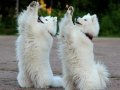 Samoyed adını Kuzey Sibiryadan alan güzel yavrular senin olsun 