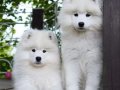 Samoyed adını Kuzey Sibiryadan alan güzel yavrular senin olsun 