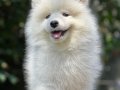 Samoyed adını Kuzey Sibiryadan alan güzel yavrular senin olsun 