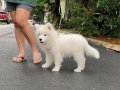 Samoyed adını Kuzey Sibiryadan alan güzel yavrular senin olsun 