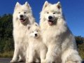 Samoyed adını Kuzey Sibiryadan alan güzel yavrular senin olsun 