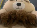 Oyuncak Değil Poodle Yavrumuz :) 