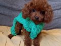 Oyuncak Değil Poodle Yavrumuz :) 