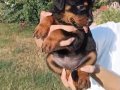 Macar rottweiler yavrular senın olmasını istermısın 