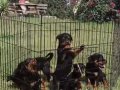 Macar rottweiler yavrular senın olmasını istermısın 