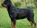Macar rottweiler yavrular senın olmasını istermısın 