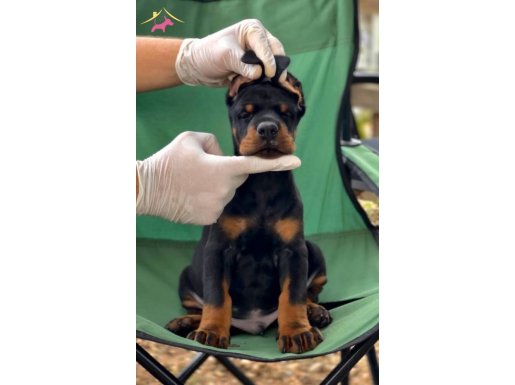 Fcı kif a secereli üst düzey doberman yavruları 