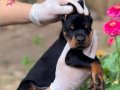 FCI KIF secereli doberman yavruları