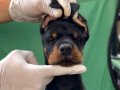 Fcı kif a secereli üst düzey doberman yavruları 