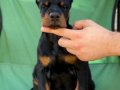 A Secereli Doberman Yavruları