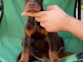 A Secereli Doberman Yavruları