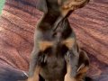 A Secereli Doberman Yavruları